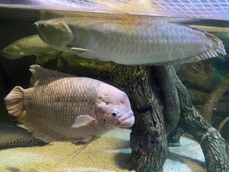 Antalya Aquarium