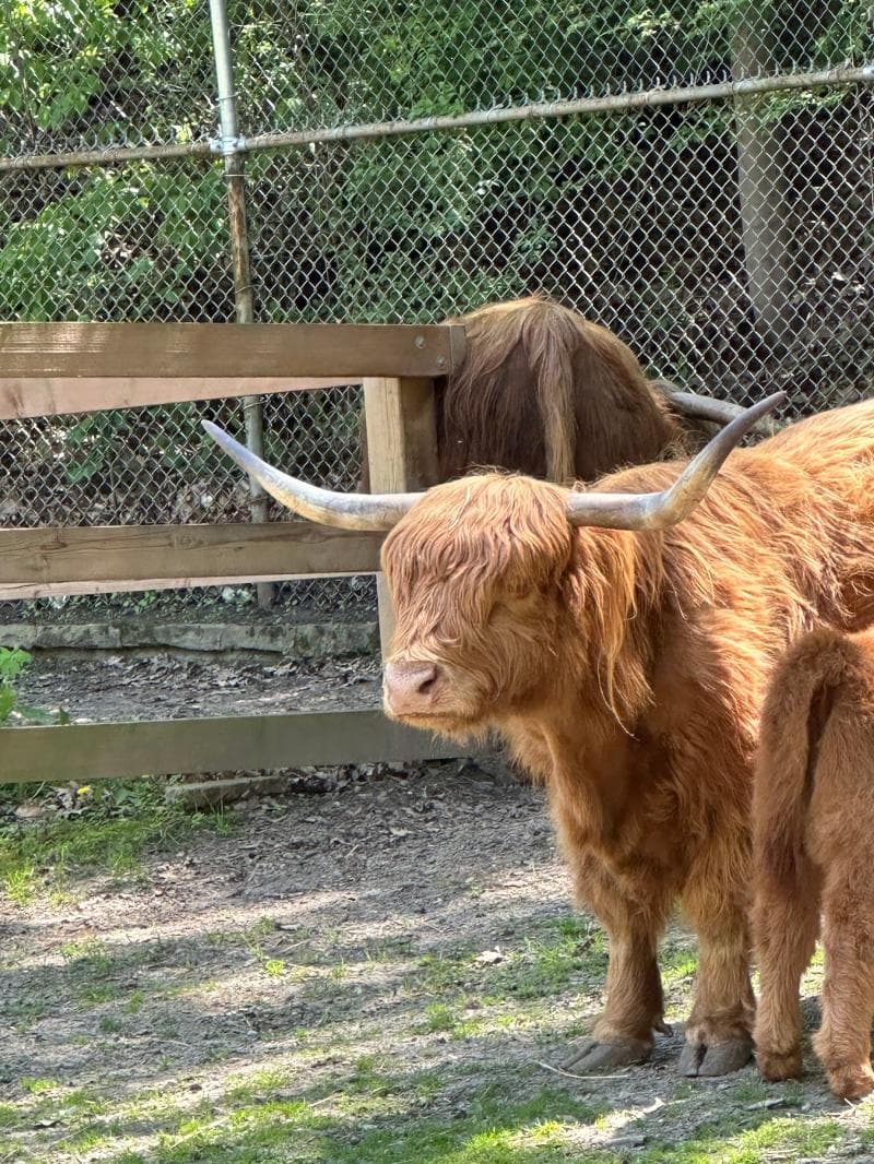 High Park Zoo