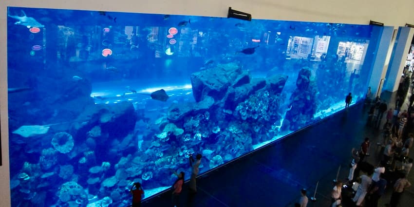 AquaTheatre Shows - 2