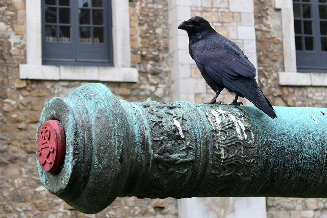 Tower Ravens - 2