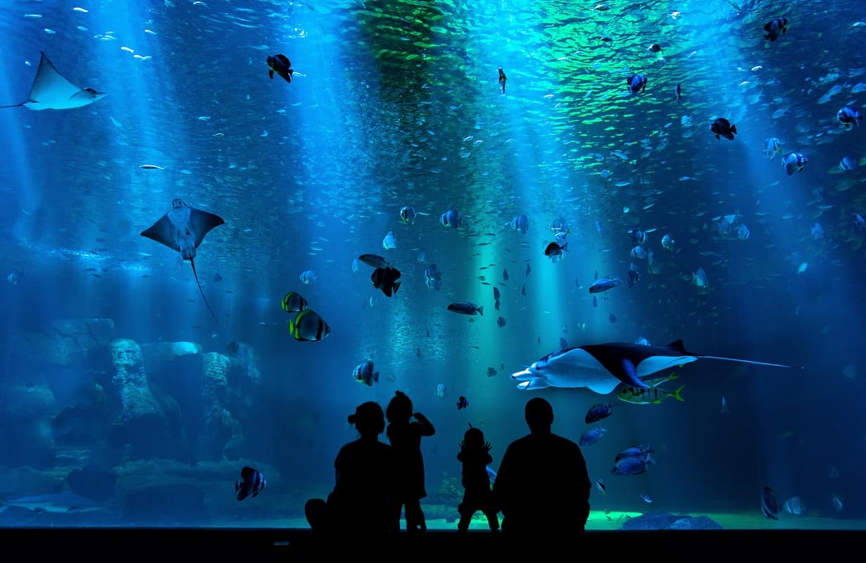 Panoramic Caribbean Reef Tank - 2