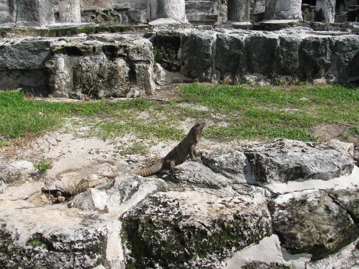 Iguana Habitat - 2