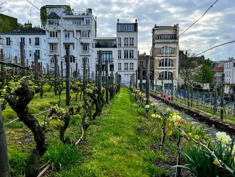 Montmartre Vineyard - 2