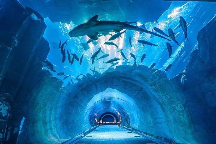 Dubai Aquarium & Underwater Zoo - 2