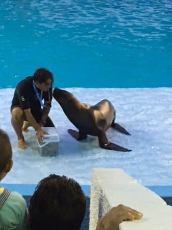 Sea Lion Show Arena - 2