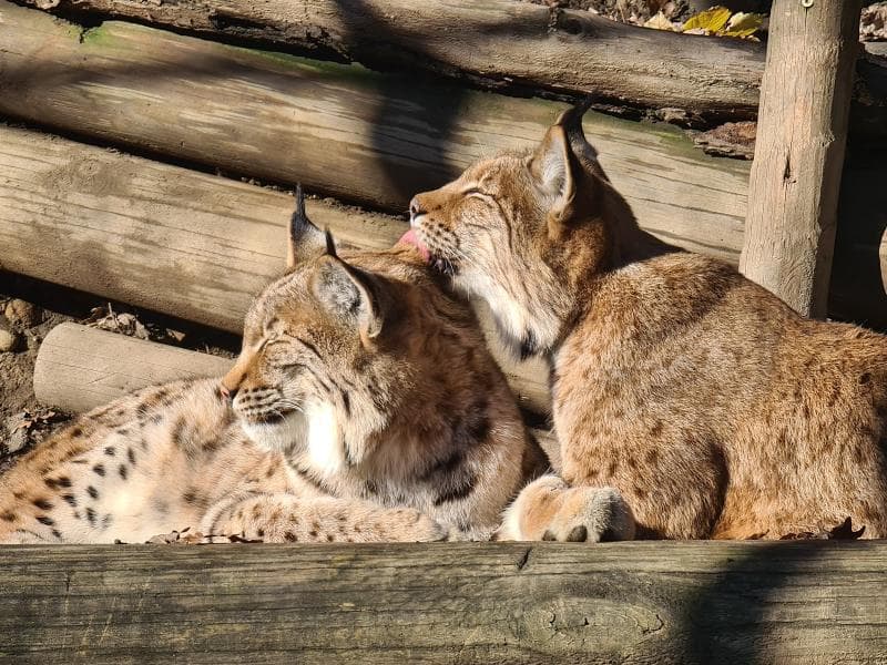 Alpine Animal Enclosures