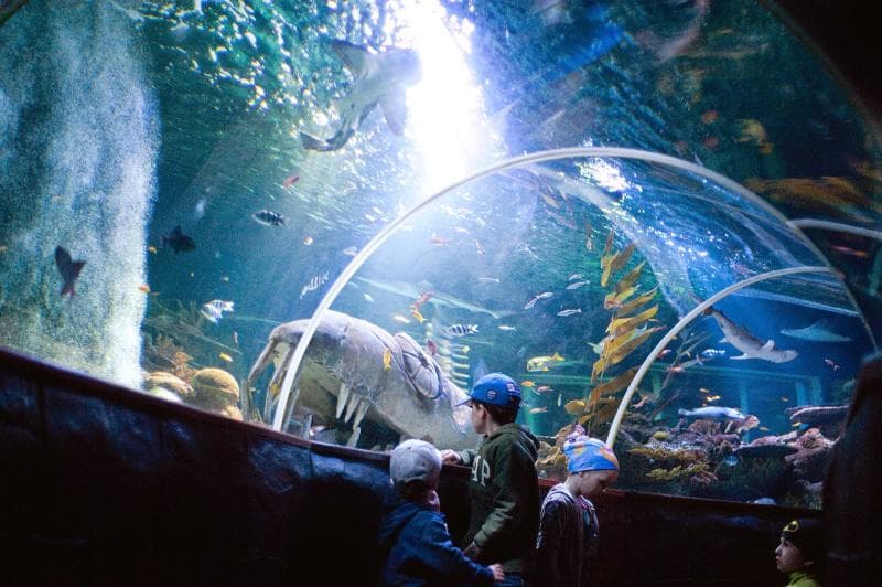 Aquarium Area