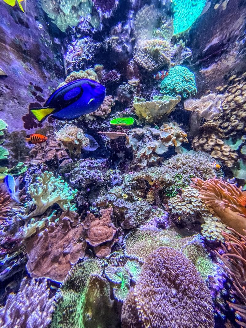 Aquarium Of The Bay