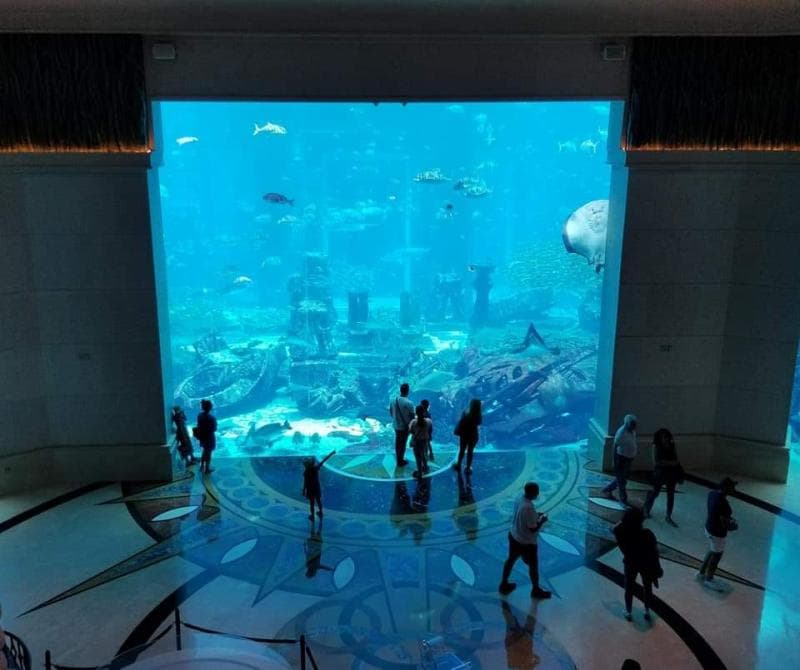 AquaTheatre Shows