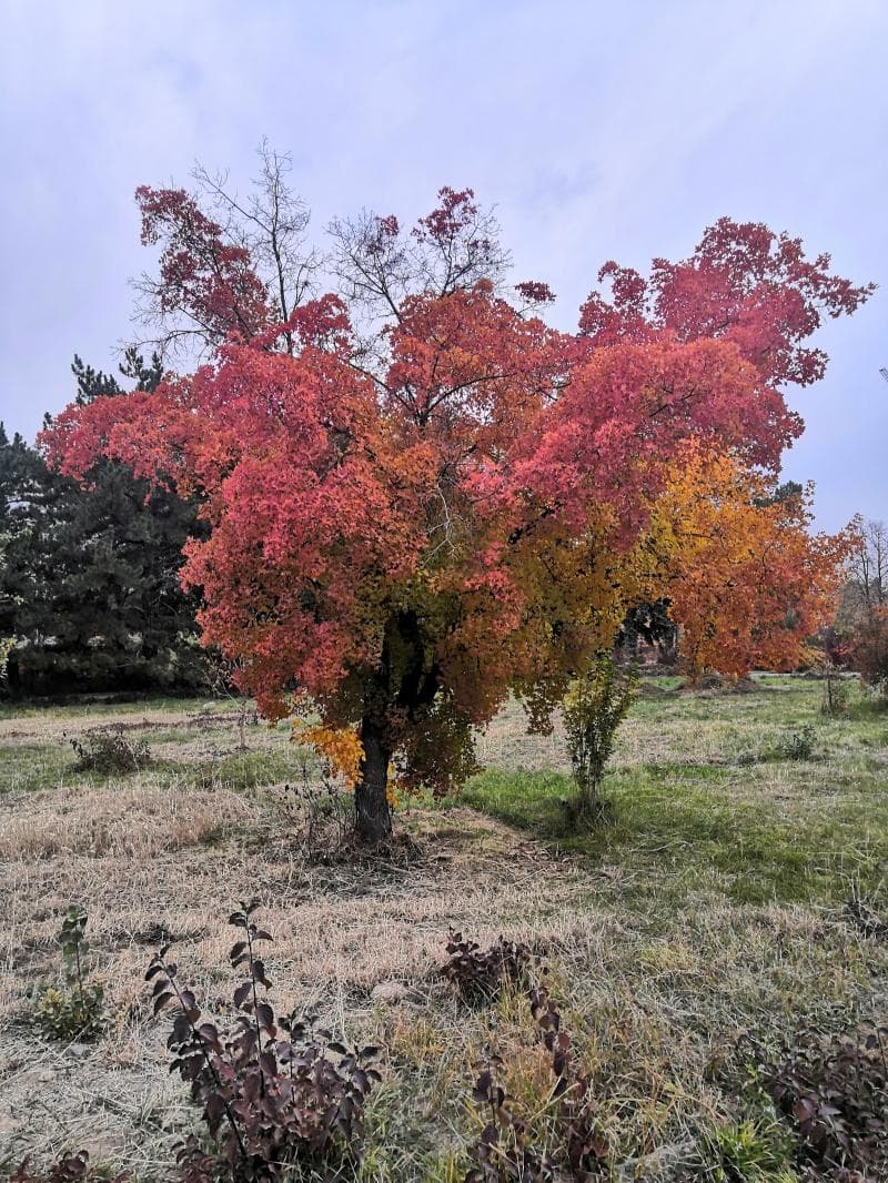 Arboretum