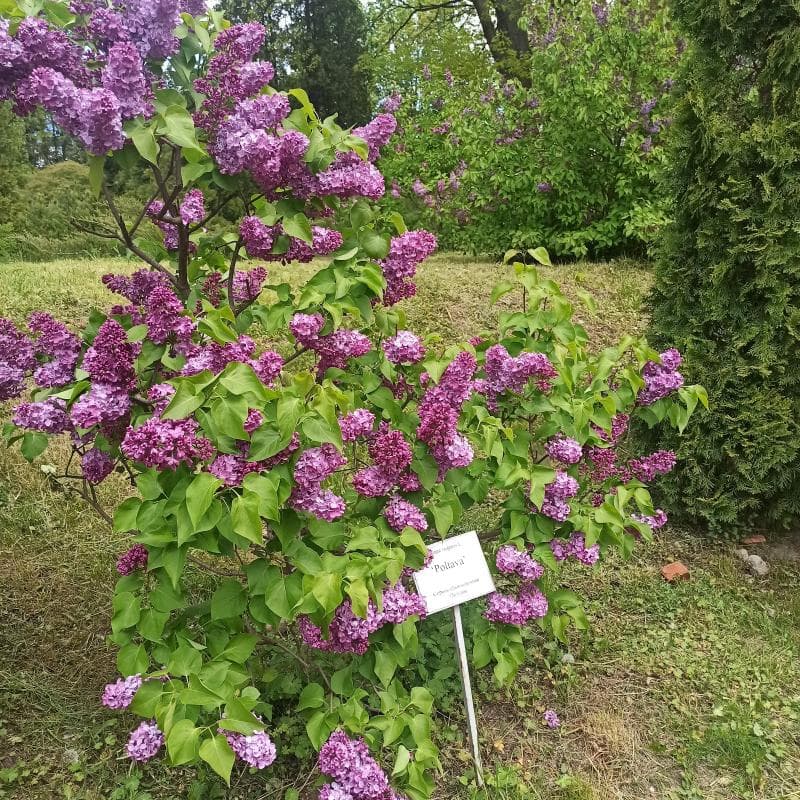 Arboretum