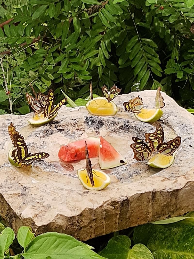 Aviary and Butterfly Pavilion