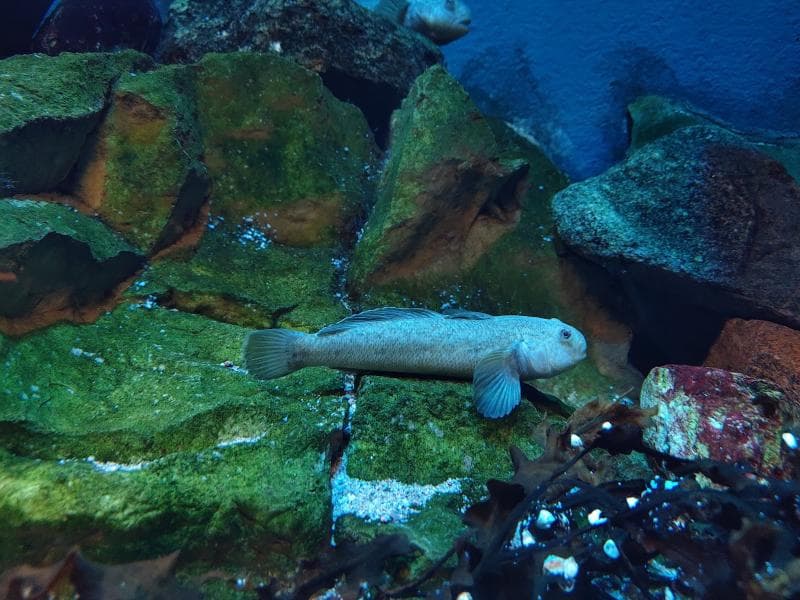 Baltic Sea Science Center