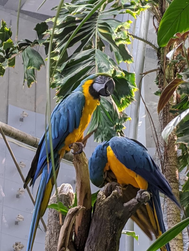 California Academy Of Sciences