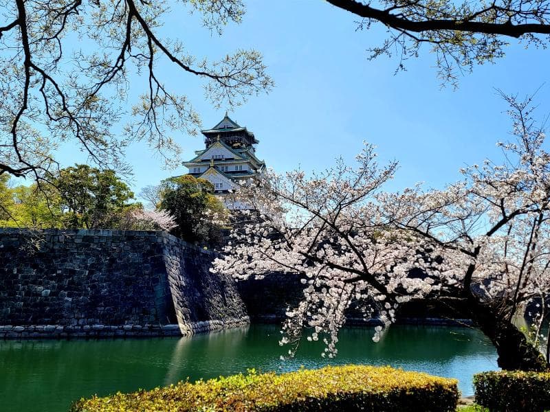 Cherry blossom areas