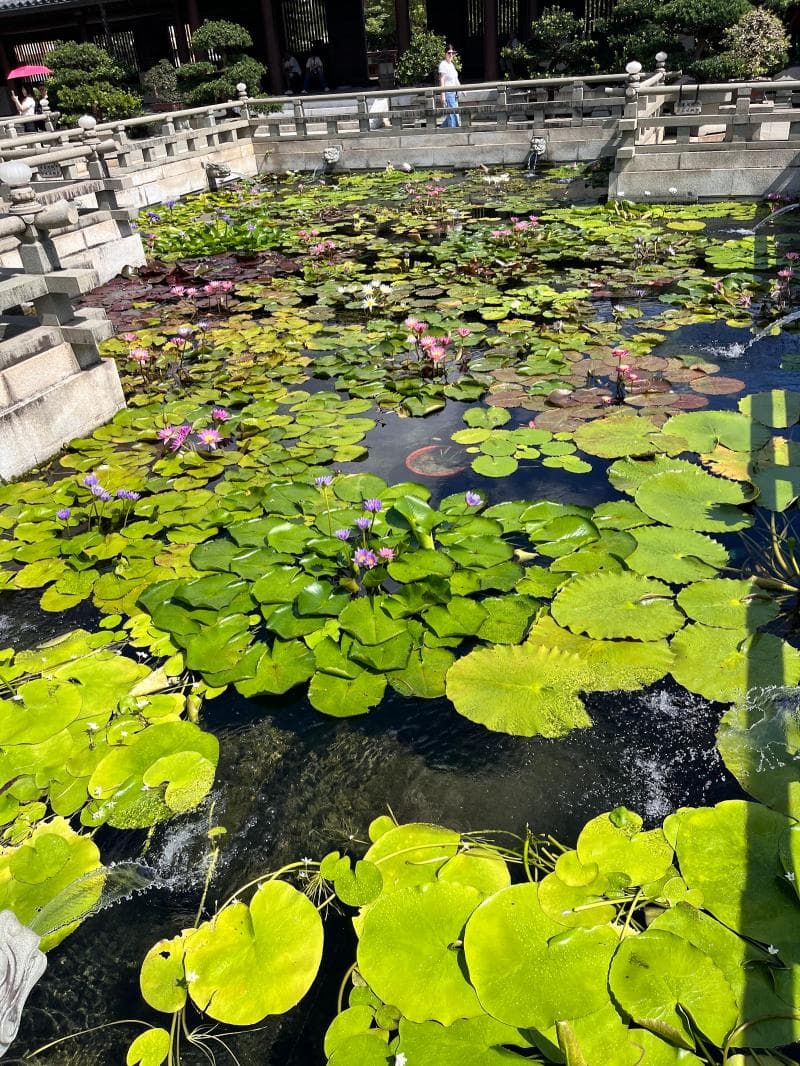 Chi Lin Nunnery & Nan Lian Garden