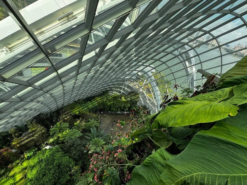 Cloud Forest