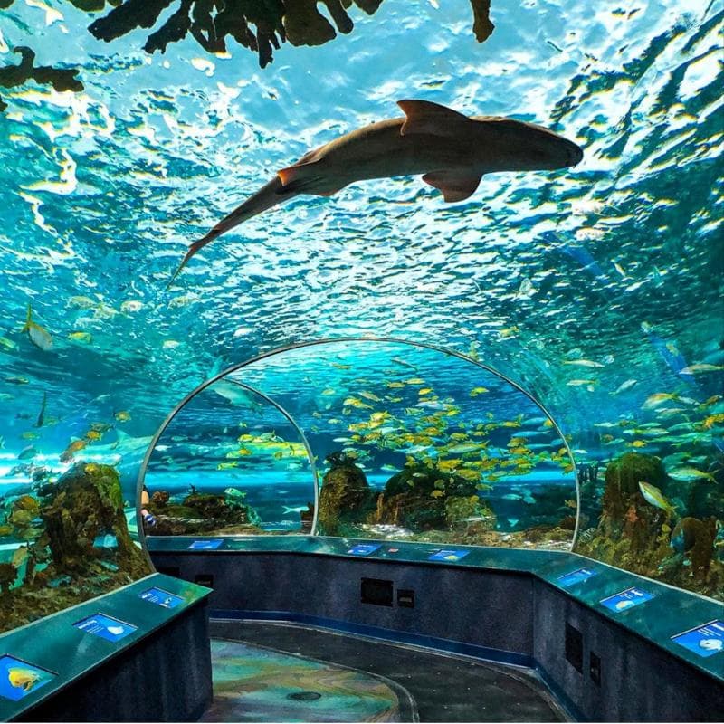 Dangerous Lagoon