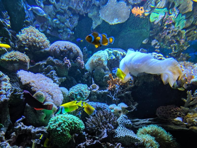 Deep Sea Collection