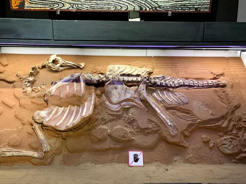Dinosaur Exhibits