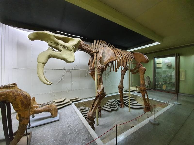 Dinosaur Skeleton Exhibit