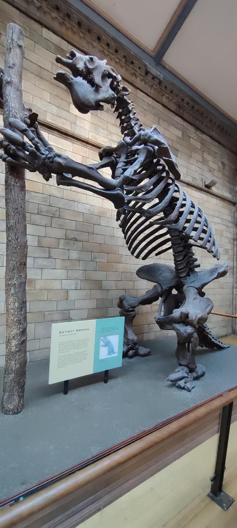 Diplodocus Cast