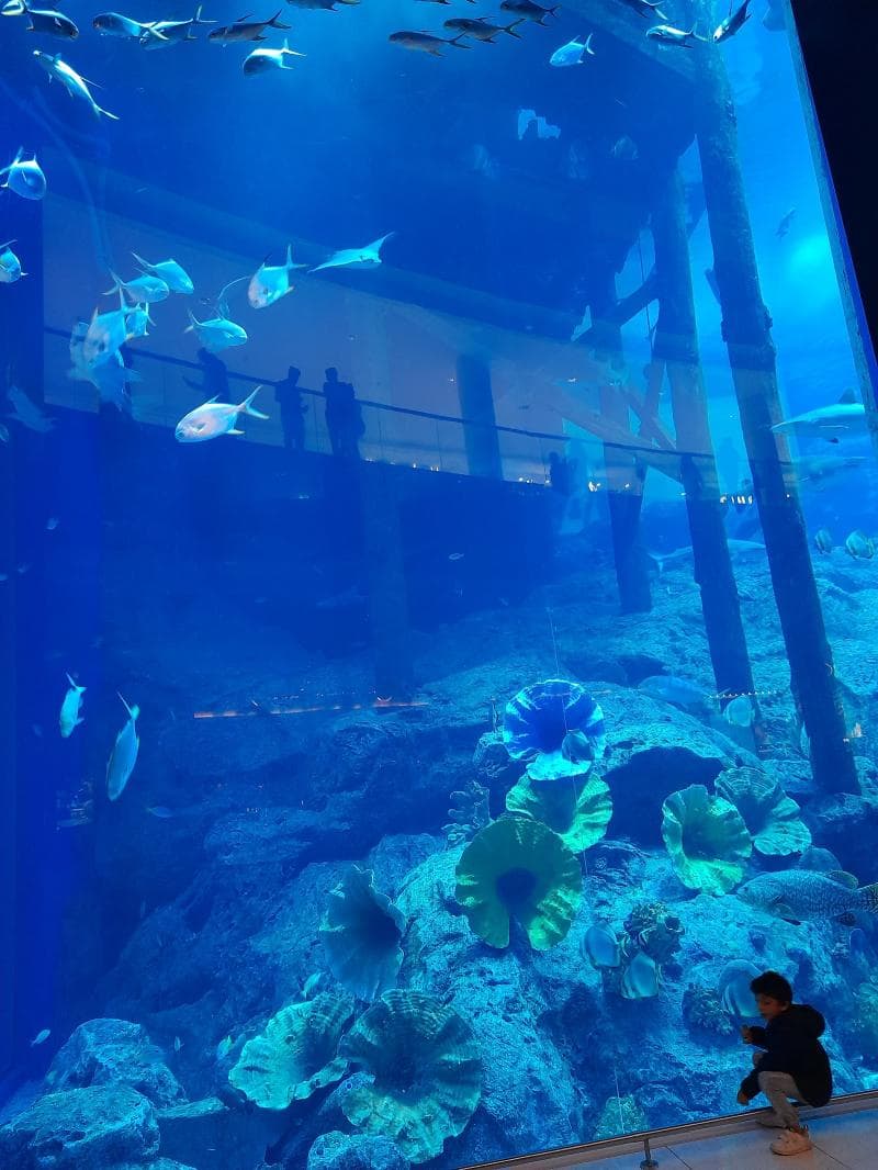 Dubai Aquarium & Underwater Zoo