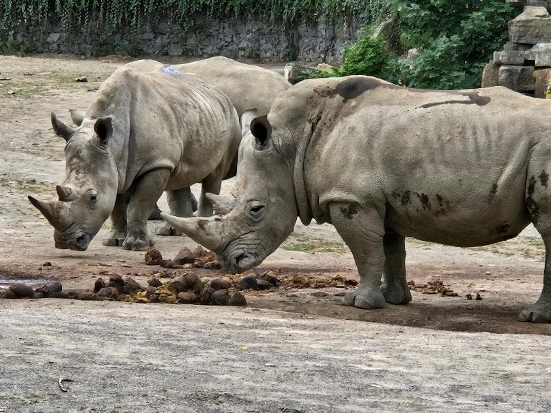 Dublin Zoo