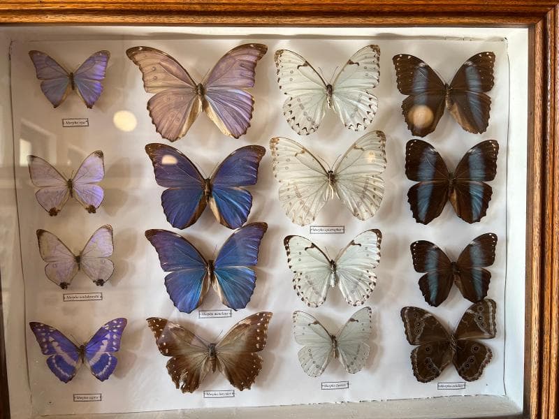 Ethnology Collections