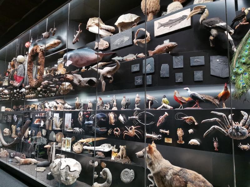 Evolution Displays