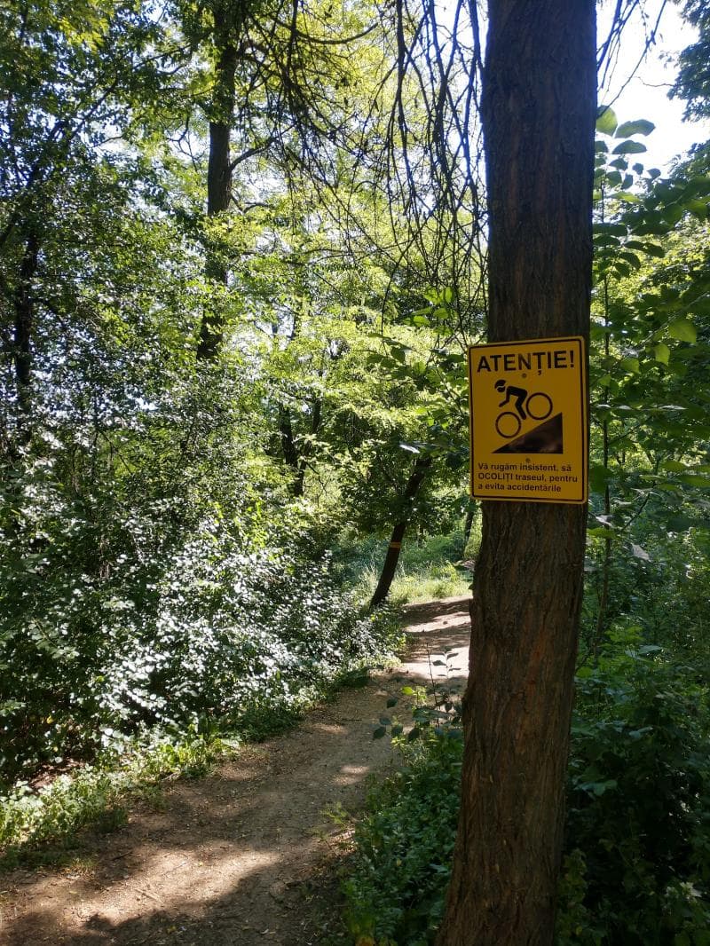 Forested Trails