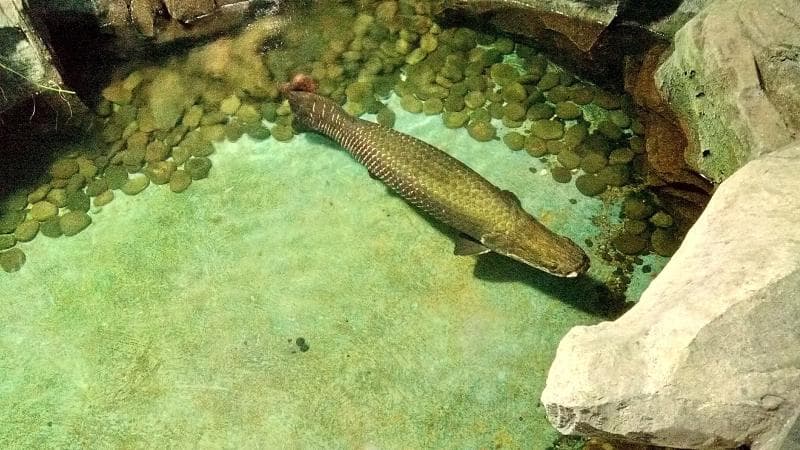 Freshwater Aquarium