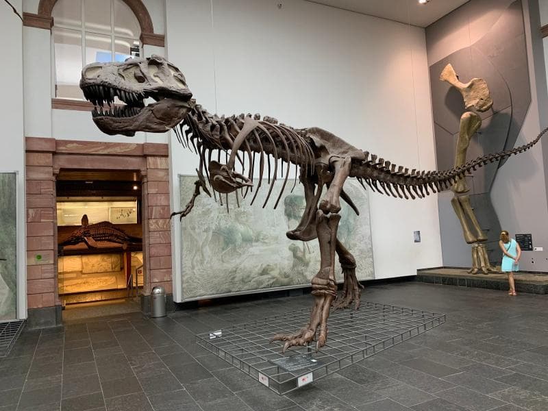 Giant Skeletons