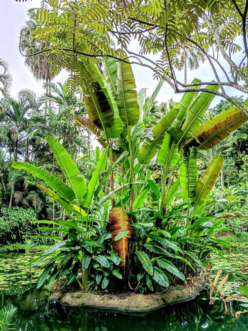 Ginger Garden