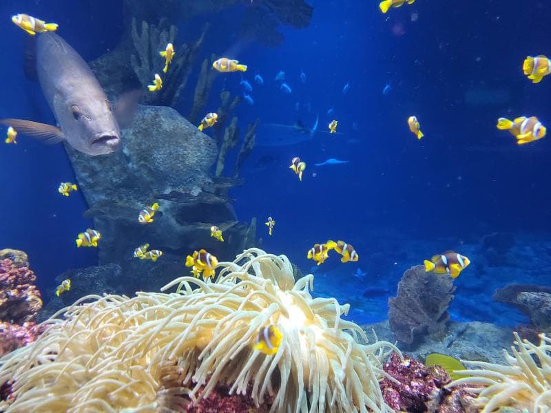 Grand Aquarium