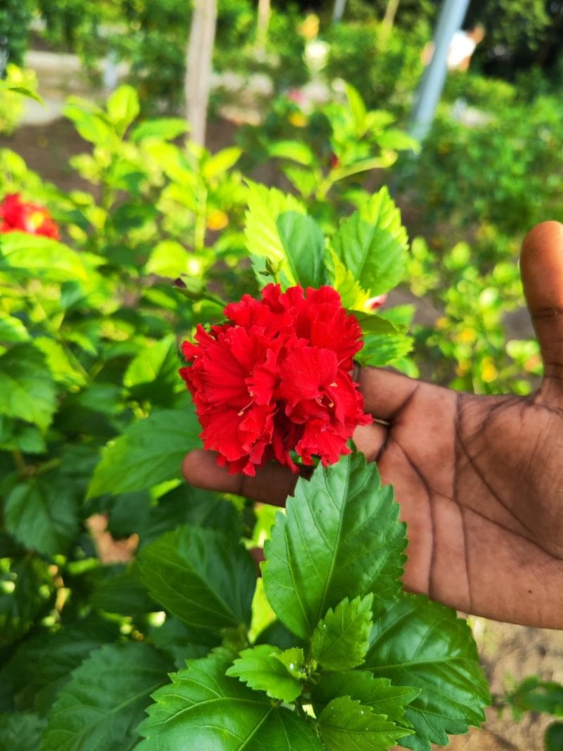 Hibiscus Garden