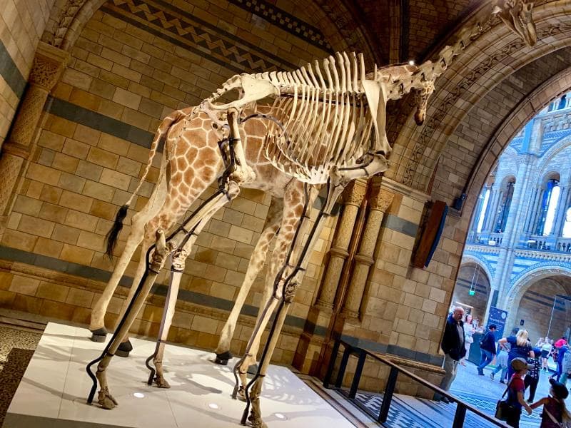 Hintze Hall & Blue Whale Skeleton