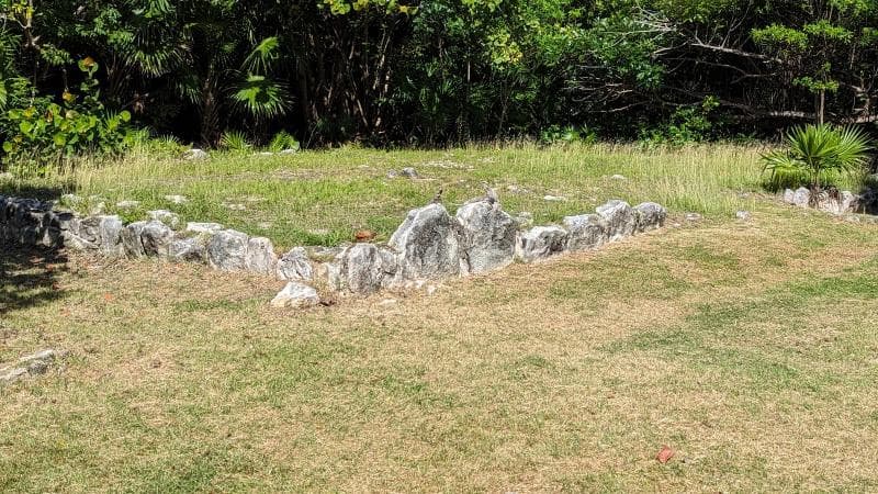 Iguana Habitat