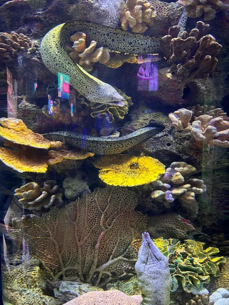 Interactive Aquarium