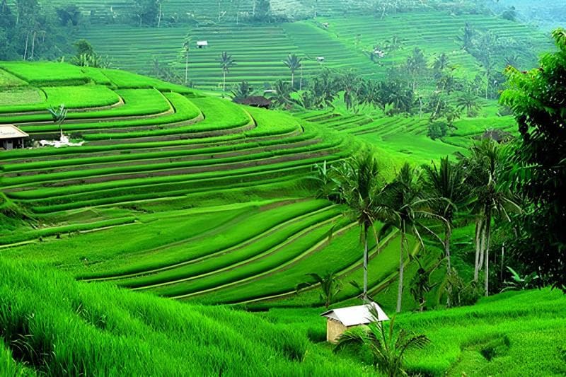 Irrigation Canals