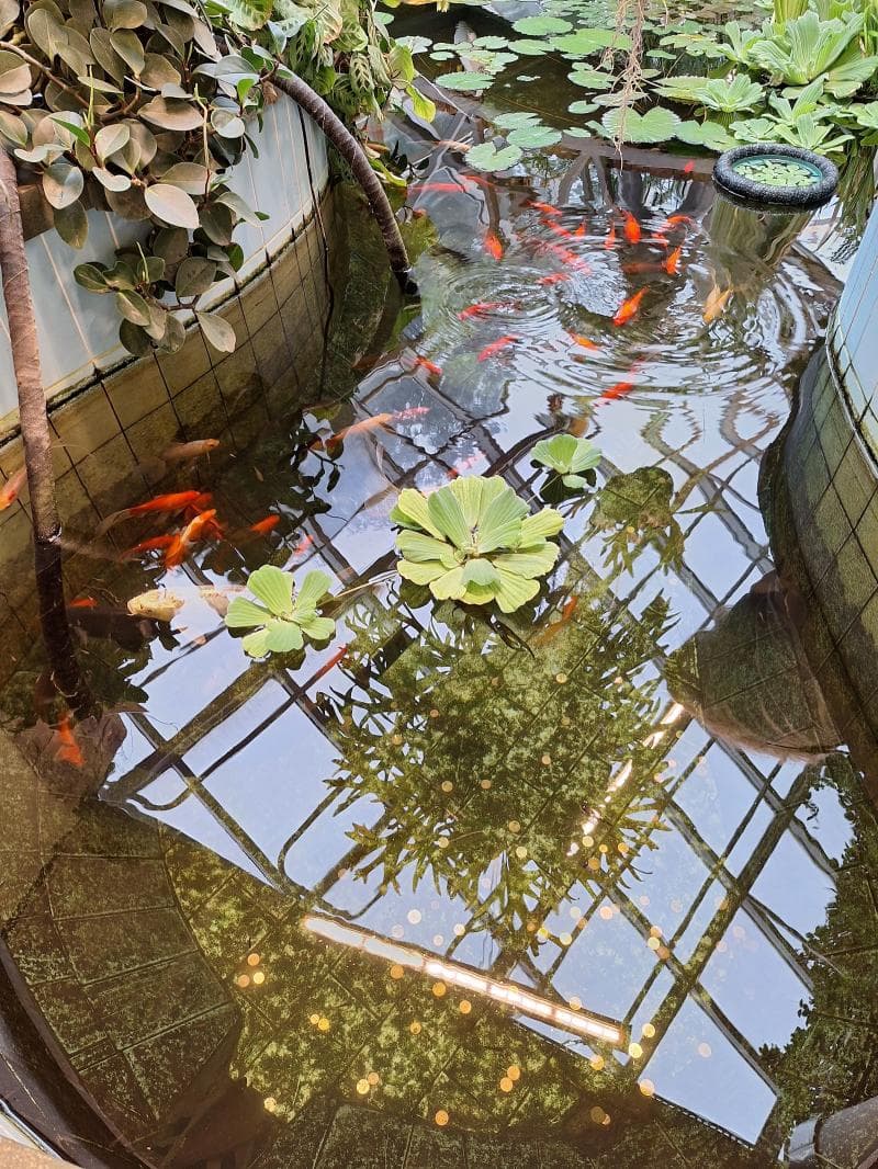 Japanese Garden
