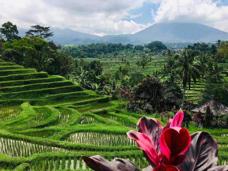 Jatiluwih Rice Terraces