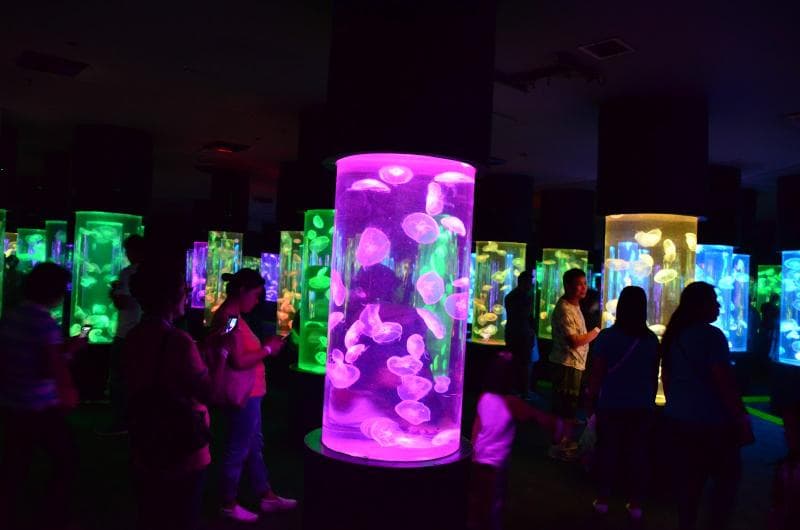 Jellies Exhibit