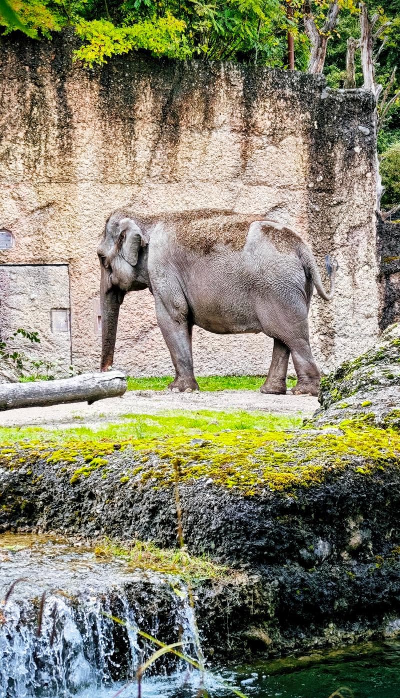 Kaeng Krachan Elephant Park