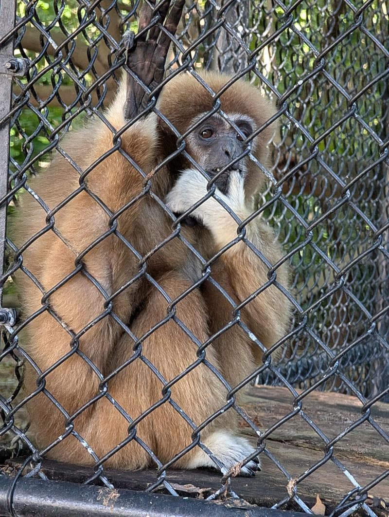 Lemur Experience