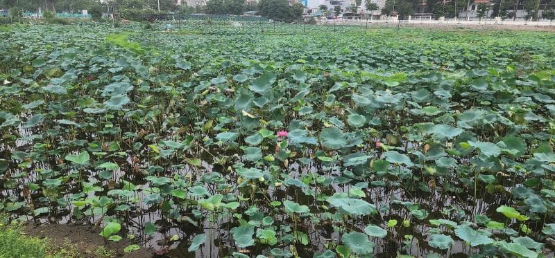 Lotus Pond Area