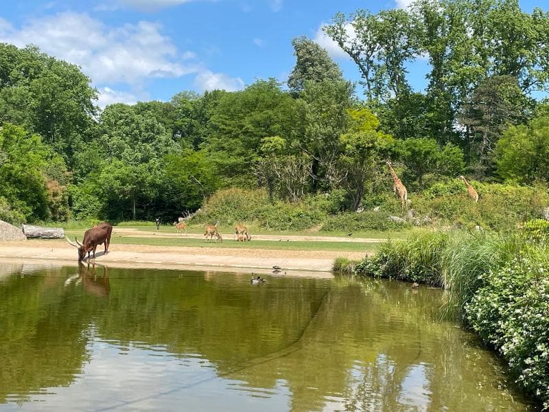 Lyon Zoo