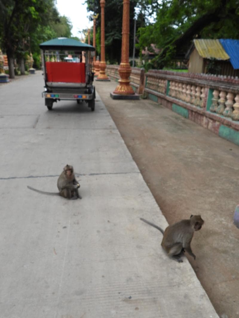 Monkey Area