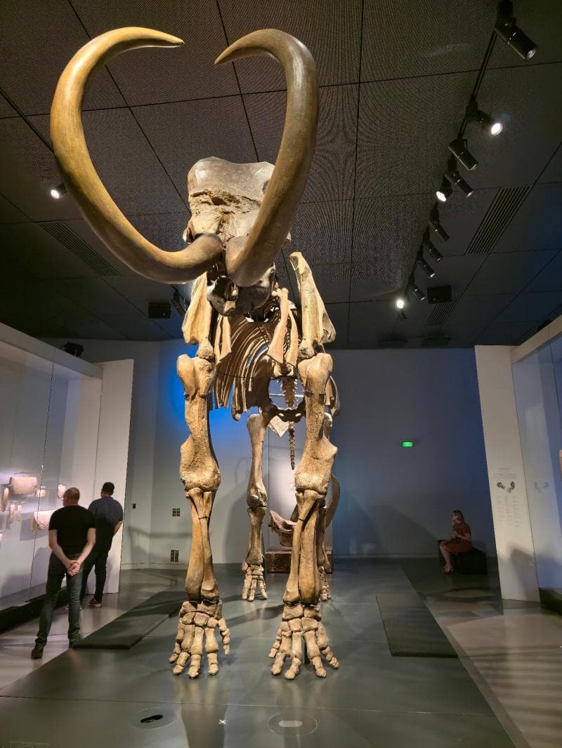 Natural History Displays