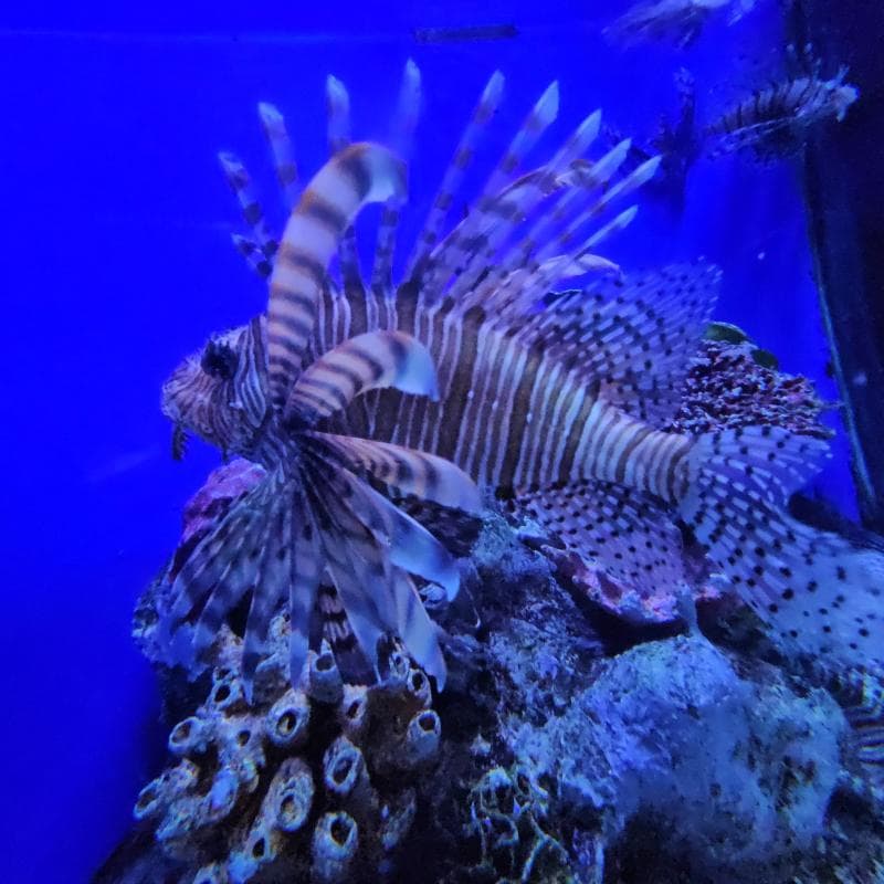 Oceanarium